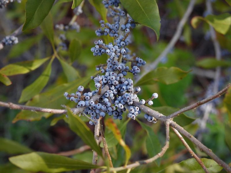 Wax Myrtle Wax Myrtle
