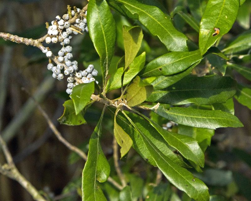 Wax Myrtle