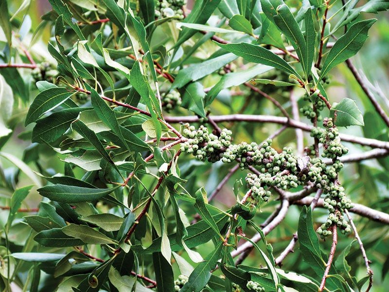 Wax Myrtle Wax Myrtle