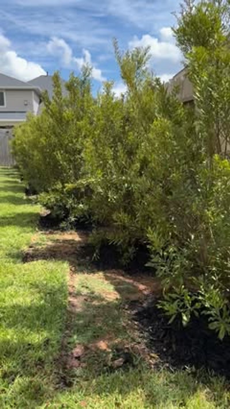 Wax Myrtle