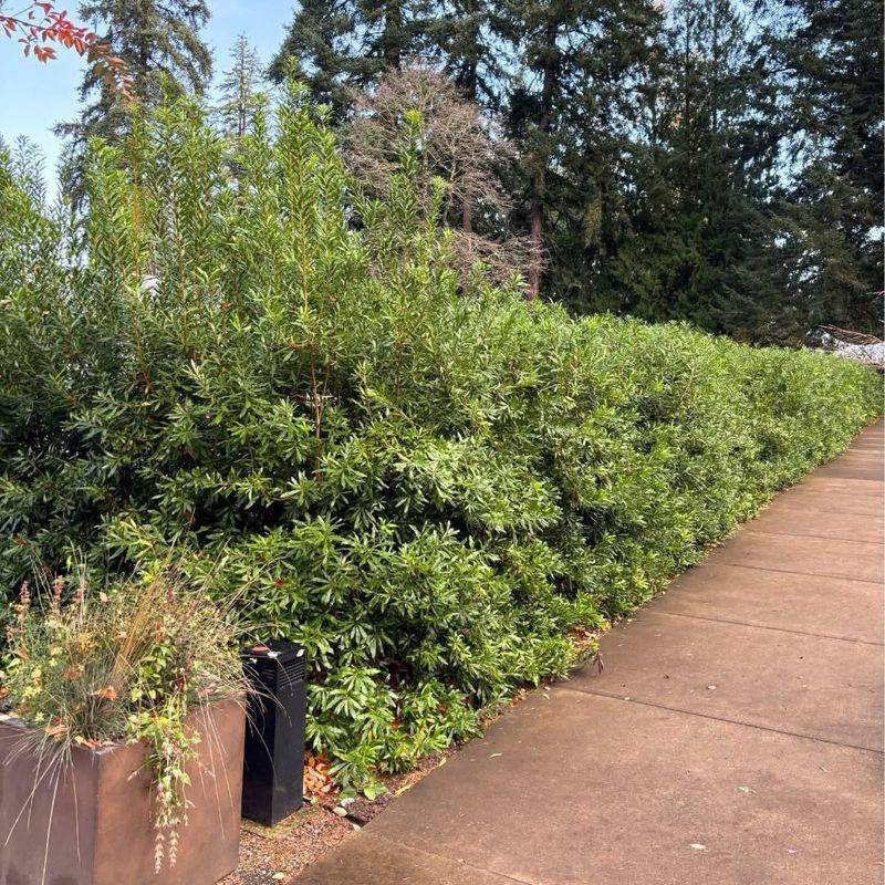 Wax Myrtle