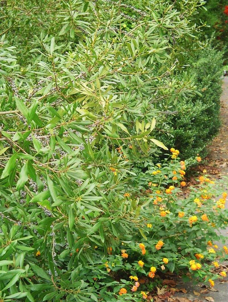 Wax Myrtle Wax Myrtle
