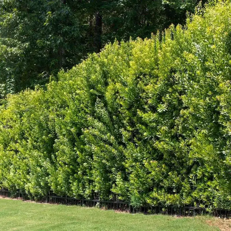 Wax Myrtle Can Anchor a Suitable Woodland Edge Wax Myrtle Can Anchor a Suitable Woodland Edge