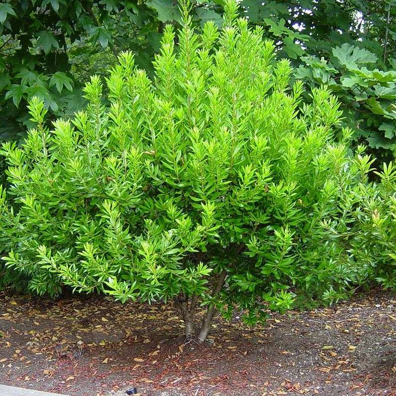 Wax Myrtle (Southern Bayberry)