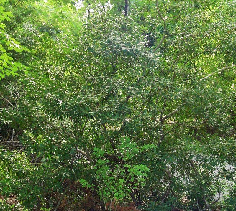 Wax Myrtle