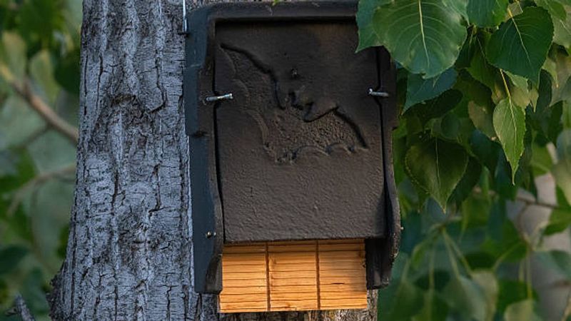Welcome the bats—and manage mosquitoes directly
