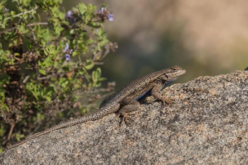 Welcome the lizard, but keep the precautions