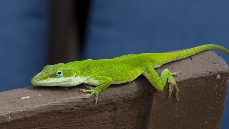 Welcome the lizards without overstating their role