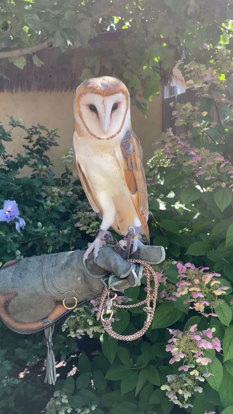 Welcome the owl while managing the yard yourself