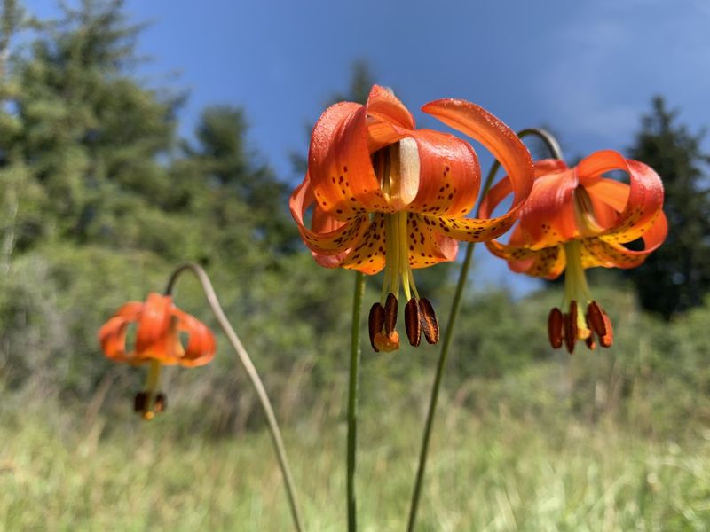 Western Lily (Lilium occidentale)