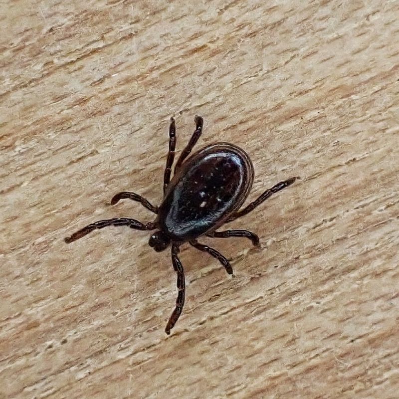 Western black-legged ticks use lizards as hosts