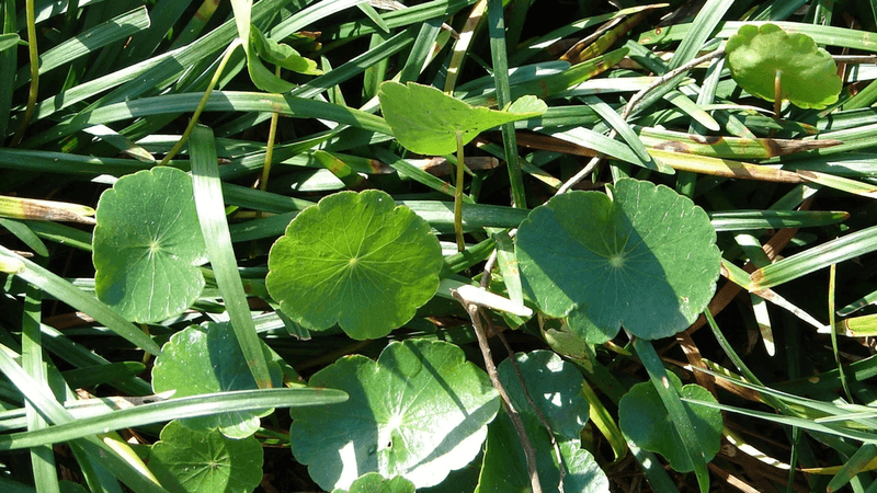 Wet-Loving Weeds Ask You to Trace the Water