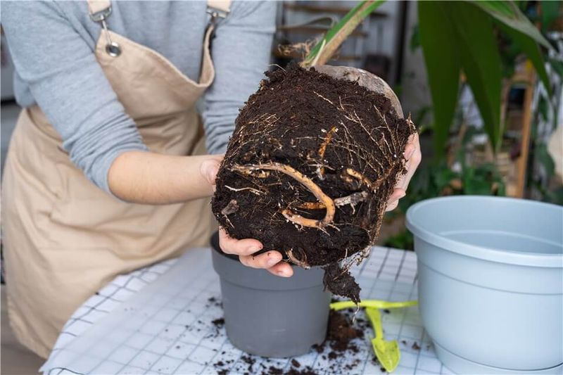 Wet Soil Changes the Rescue Completely