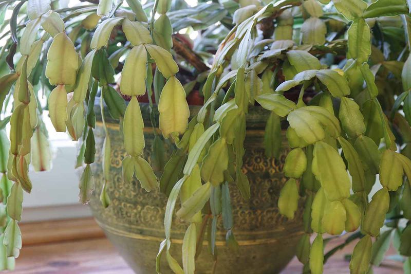 Wet soil can create a thirsty-looking plant