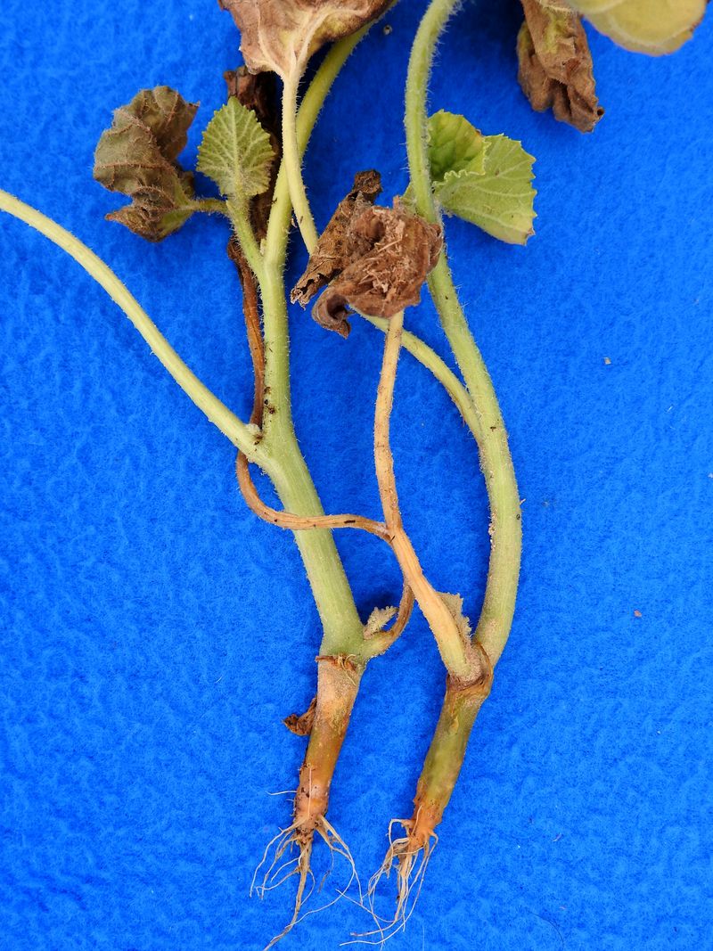 Wet soil changes the diagnosis