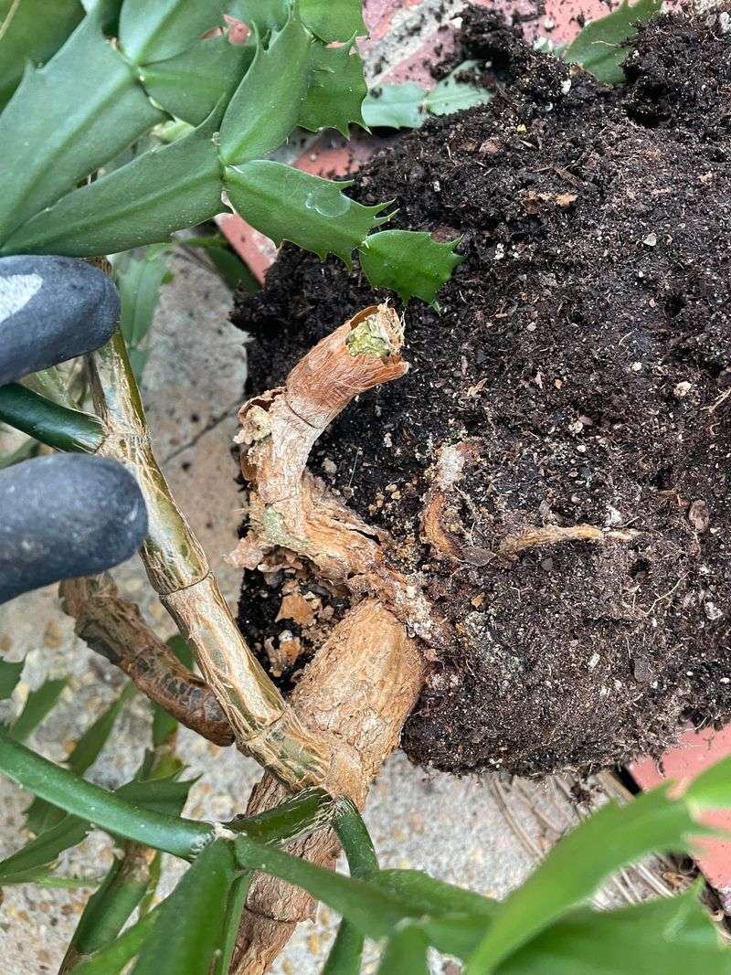 Wet soil changes the rescue plan
