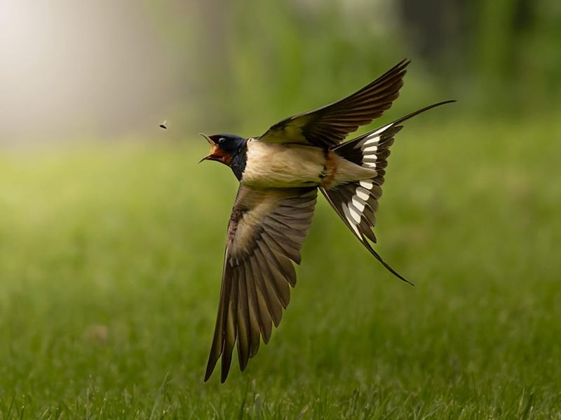 What Barn Swallows Eat—and What They Cannot Promise