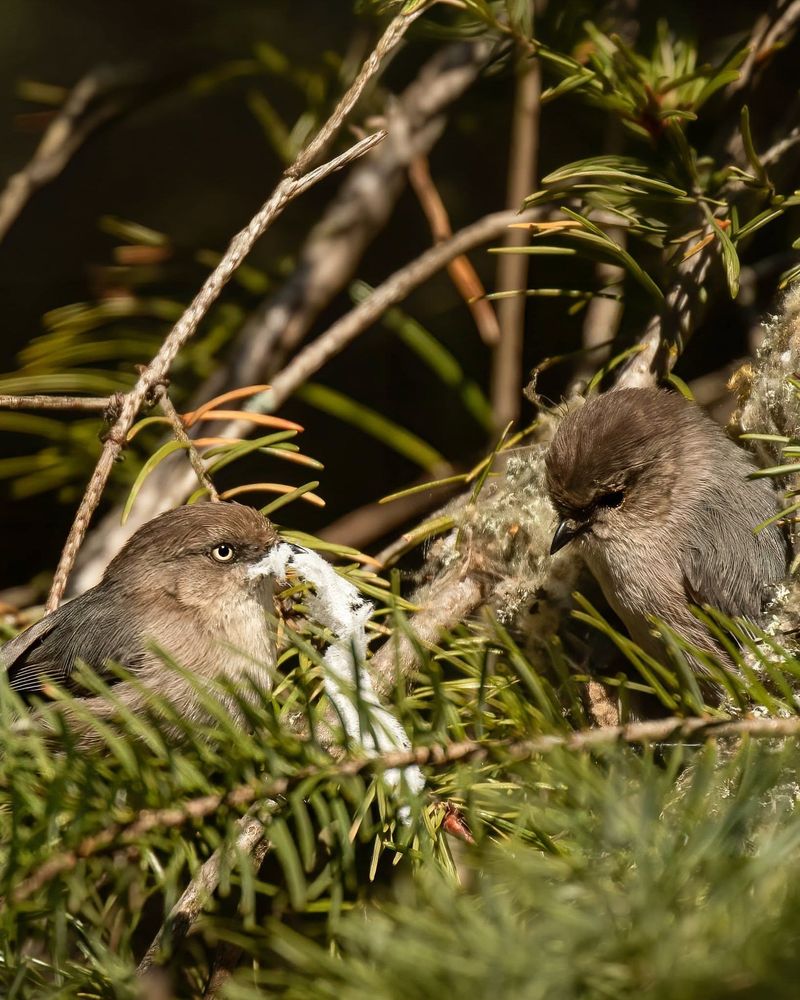 What Bushtits pick from leaves and twigs