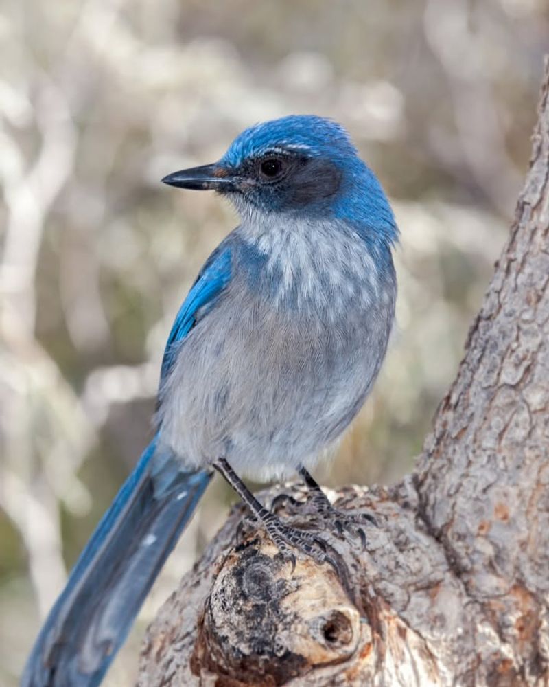 What California Scrub-Jays actually eat