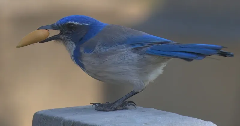 What California Scrub-Jays actually eat