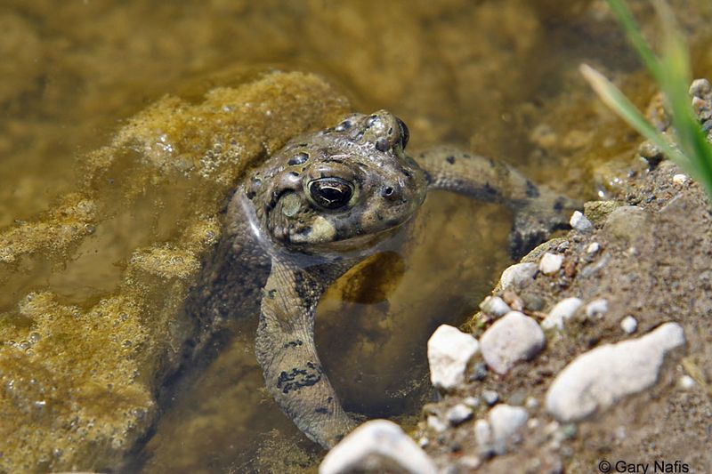 What California toads can—and cannot—do for a garden