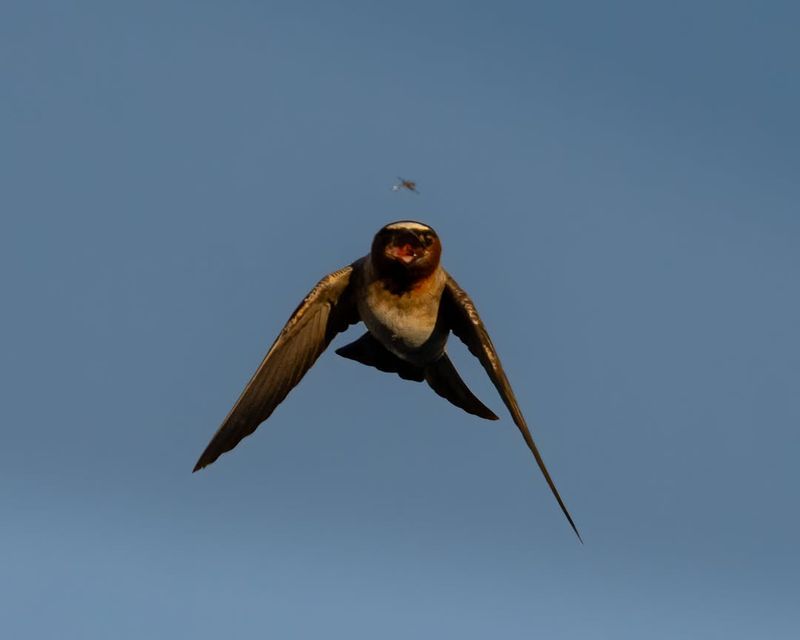 What Cliff Swallows actually eat in flight