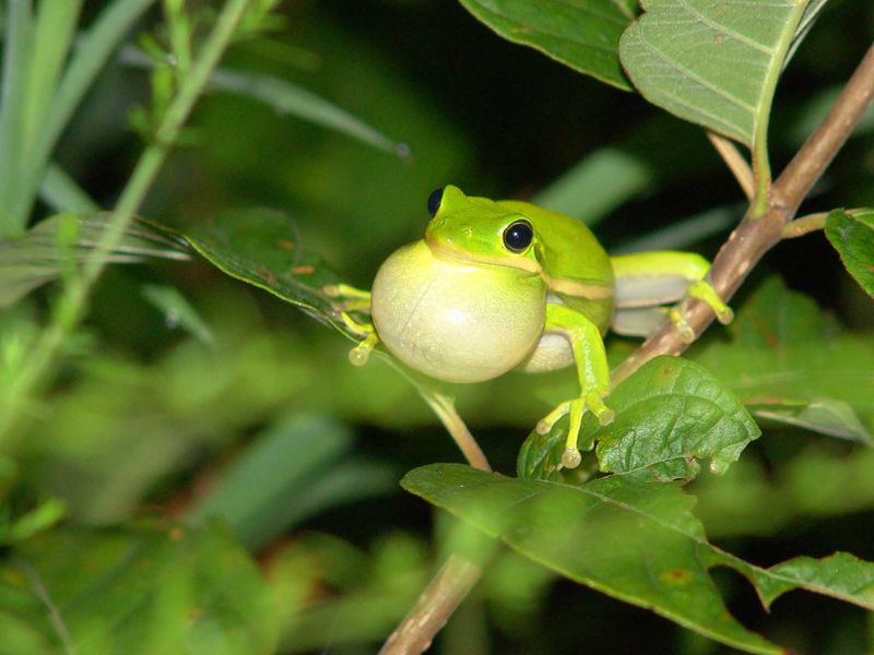 What Frogs Actually Eat—and What They Cannot Promise What Frogs Actually Eat—and What They Cannot Promise