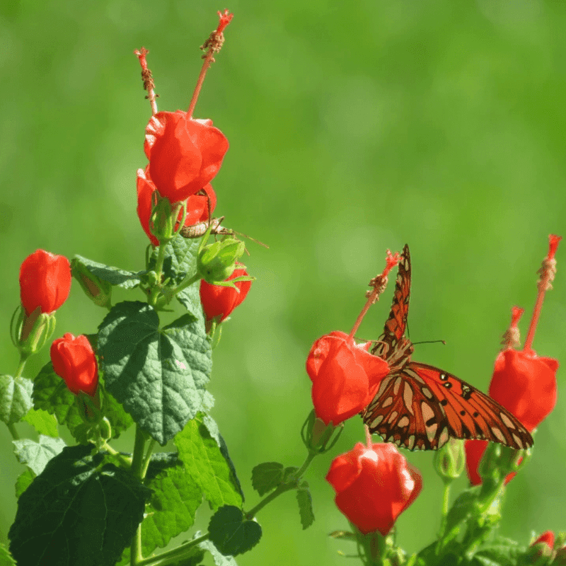 What Its Summer Blooming Actually Looks Like