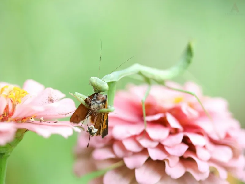 What Mantises Actually Do in the Garden