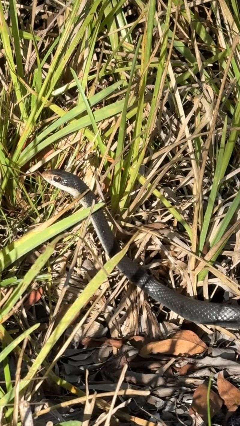 What One Racer Sighting Really Tells You What One Racer Sighting Really Tells You