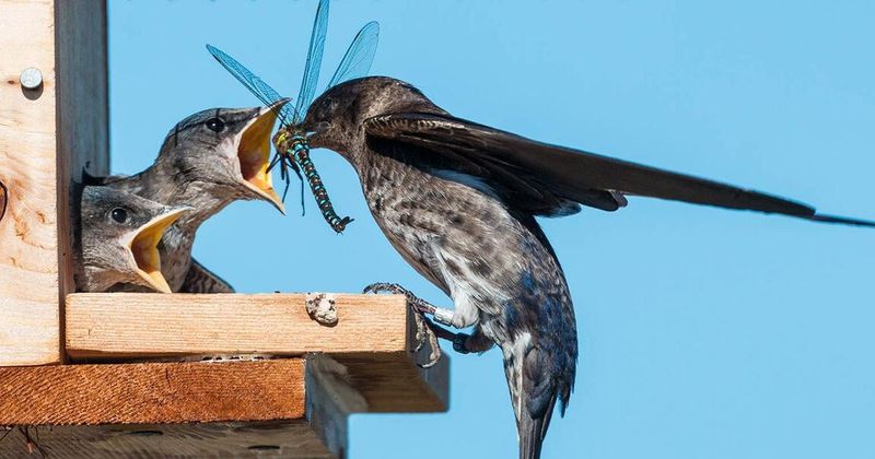 What Purple Martins actually eat What Purple Martins actually eat