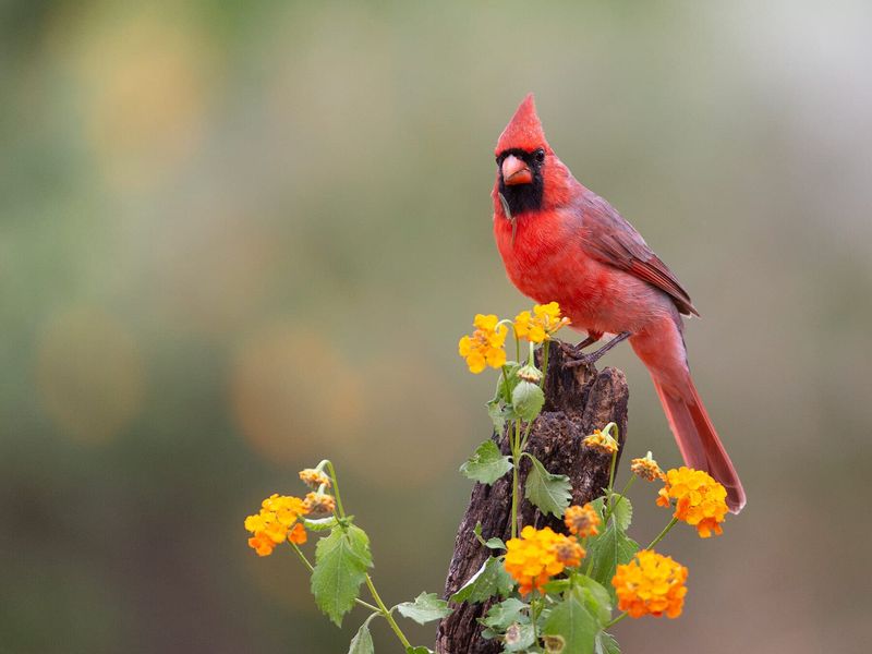 What Repeated Visits Reveal About Your Yard