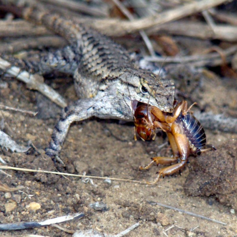 What These Native Predators Eat