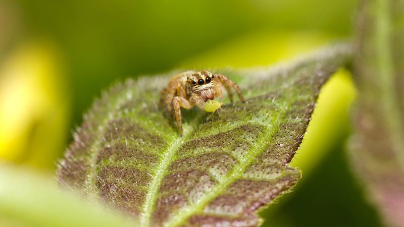 What Tiny Spiders May Do for Aphids