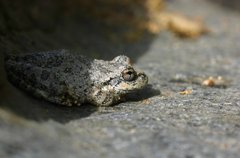 What a California treefrog sighting really tells you