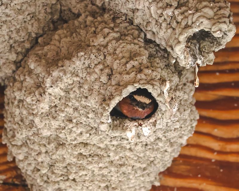 What a Cliff Swallow nest under your eave reveals