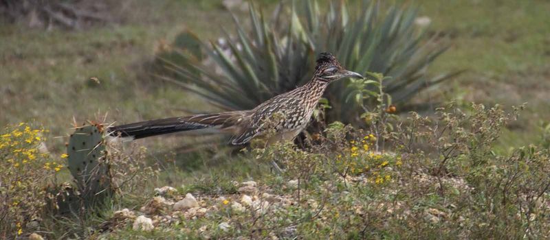 What a Greater Roadrunner yard actually needs What a Greater Roadrunner yard actually needs