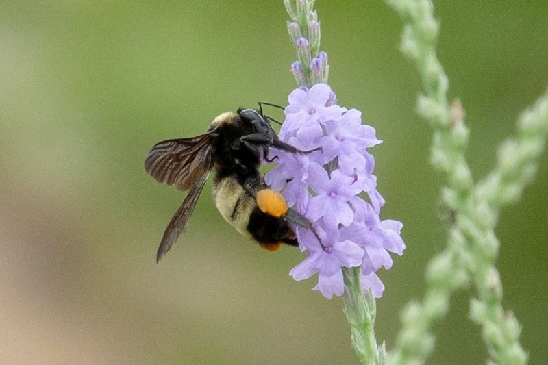 What a confirmed Texas vervain contributes
