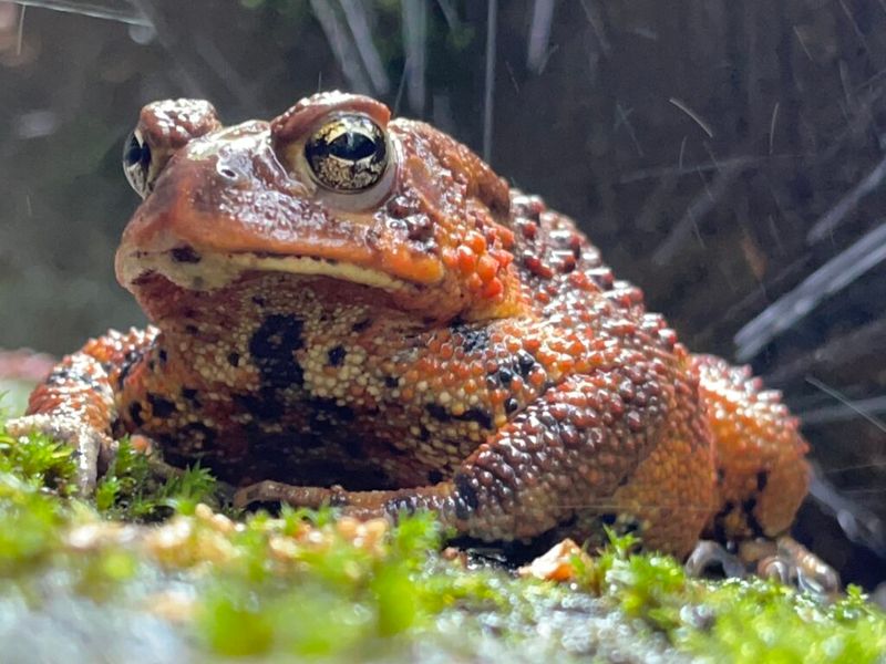 What a garden-bed toad may mean in North Carolina
