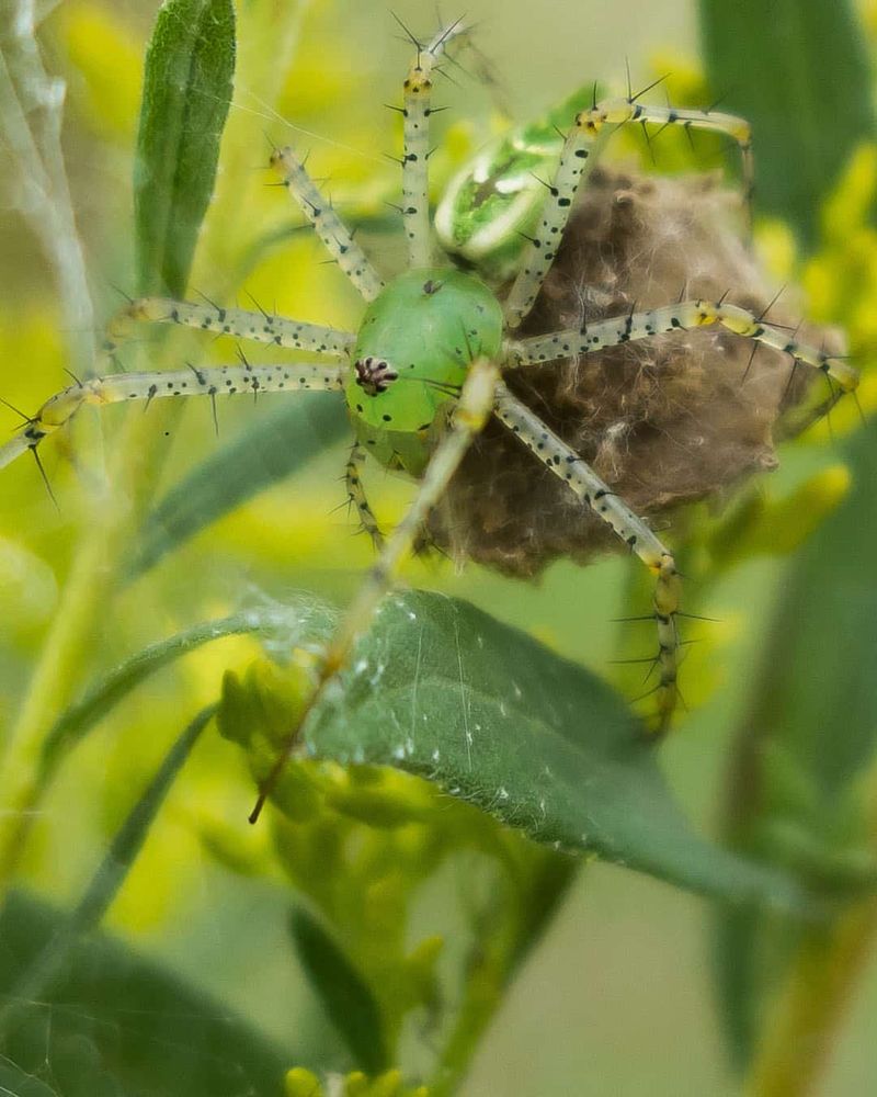 What a green lynx spider contributes to a porch garden