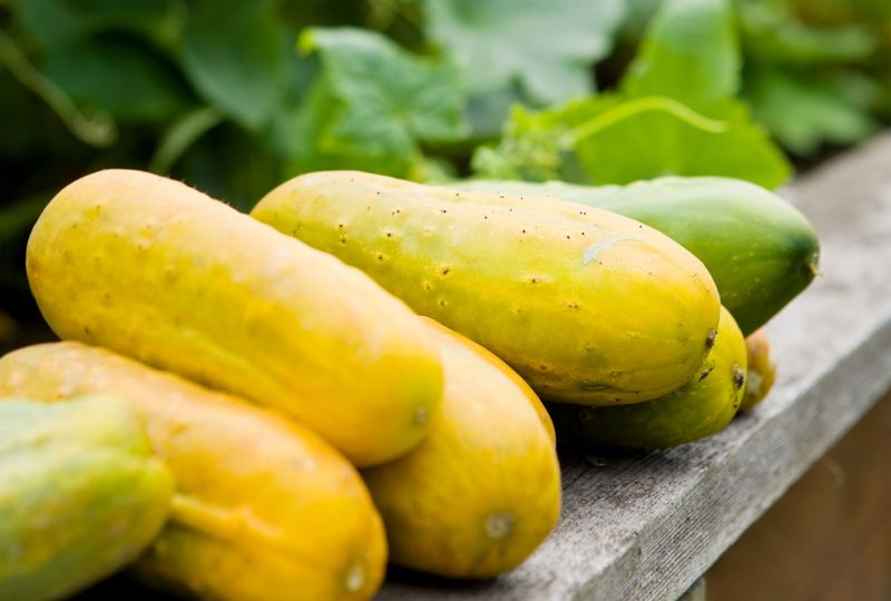 What a missed harvest does to standard green cucumbers