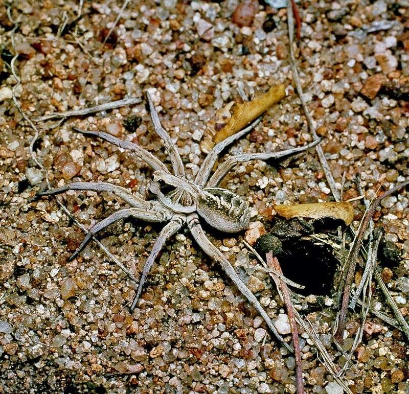 What a sudden increase in wolf spiders may mean