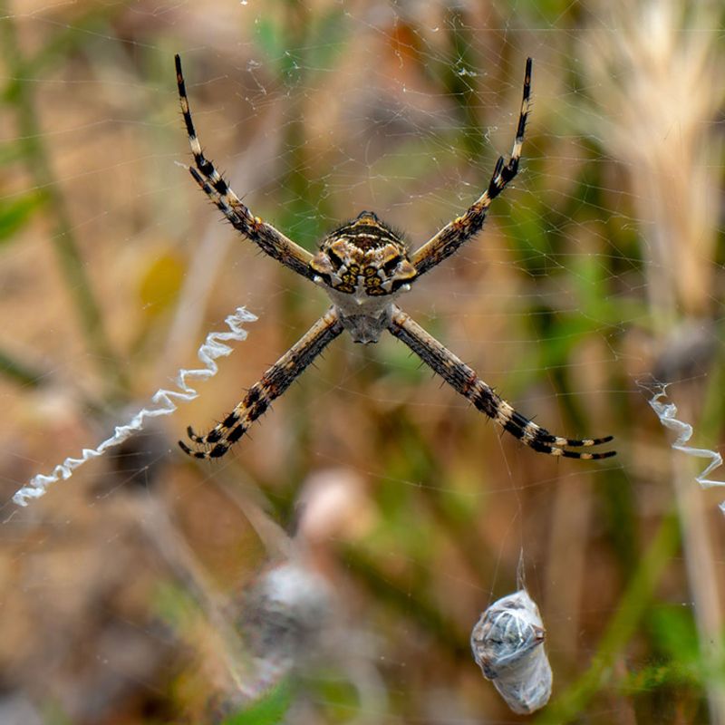 What a web can—and cannot—tell you