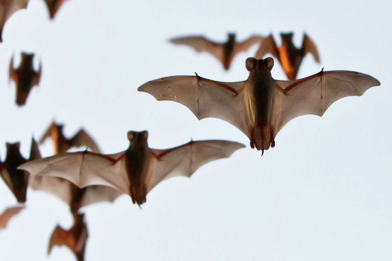 What bats eat tells a narrower story than the mosquito slogan What bats eat tells a narrower story than the mosquito slogan