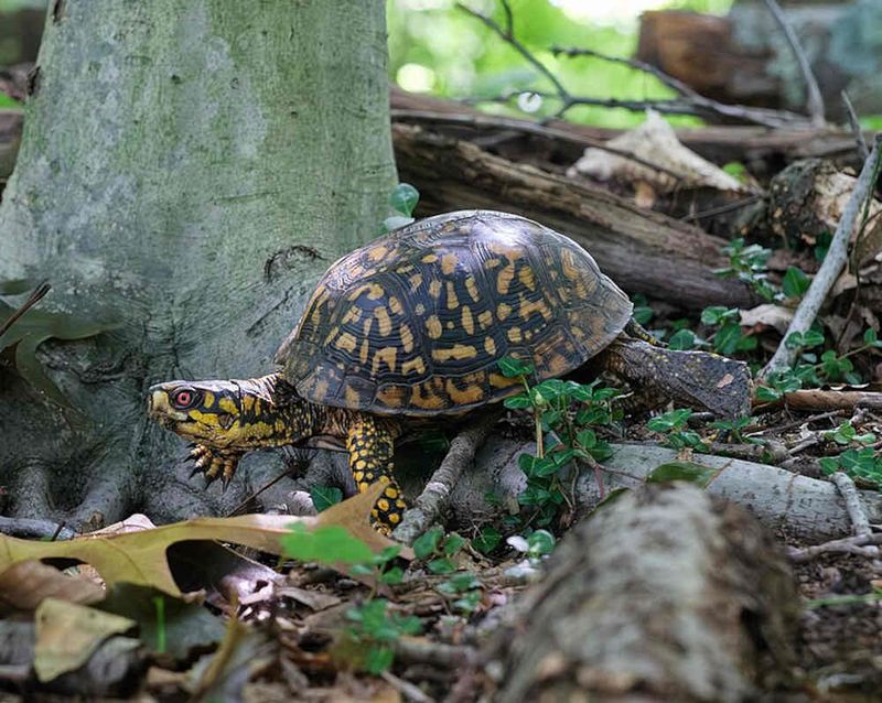 What beautyberry can offer box turtles What beautyberry can offer box turtles