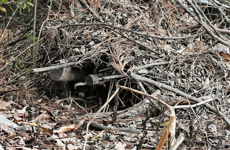 What cover and prey reveal about an encounter-prone zone What cover and prey reveal about an encounter-prone zone