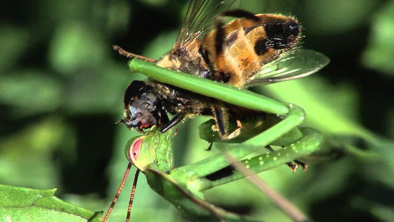 What does the mantis eat? What does the mantis eat?