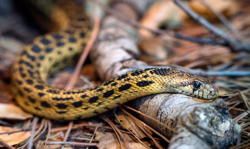What gopher snakes actually eat in California
