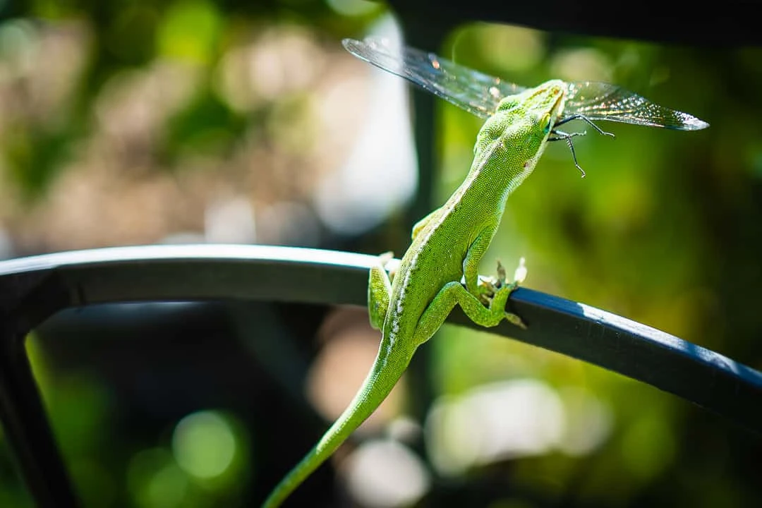 What green anoles actually eat