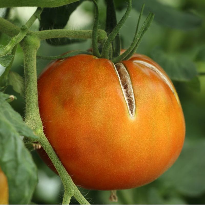What happens after dry soil gets a sudden drink?